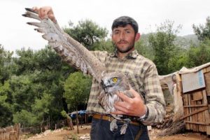 Ormanda bulduğu yaralı şahini tedavi etmeye &ccedil;alışıyor