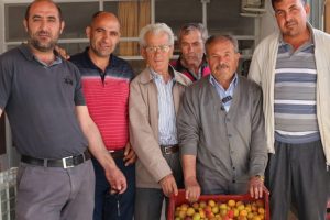 G&uuml;nde 600 ton kayısı ihra&ccedil; ediliyor