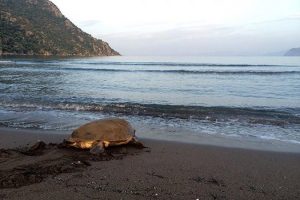 Caretta carettaların yumurtlama d&ouml;nemi başladı