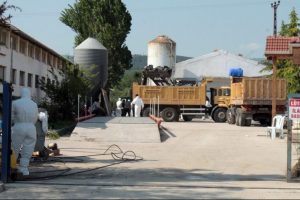 Bursa kuş gribi y&uuml;z&uuml;nden alarma ge&ccedil;ti