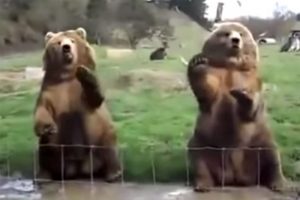 Konuklarını selamlayarak karışılıyorlar