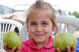 Karyağdı armudu i&ccedil;in tarihi belge aranıyor