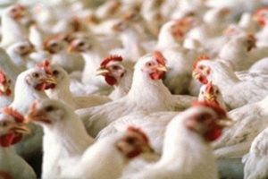 IKBY'ye tavuk ve yumurta ihracatı yeniden başlıyor