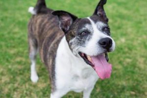 Kayıp k&ouml;peğini bulana 1 bu&ccedil;uk milyonluk evini verecek