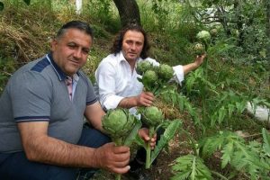 Bursa Mudanya'ya &ouml;zel enginar &uuml;retiminde olumlu gelişme