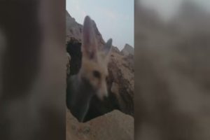 Eğlendikleri tilki &ouml;yle bir oyun oynadı ki...