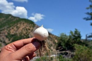 Tunceli sarımsağını toplayan fena "yanacak!"
