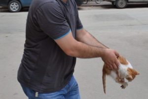 Bursa'da otomobilin ezdiği kediye vatandaş sahip &ccedil;ıktı