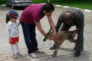 Bursalı vatandaş yavru geyiği kurtardı
