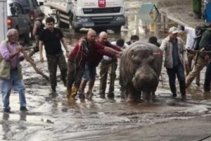 G&uuml;rcistan'ı vahşi hayvanlar bastı