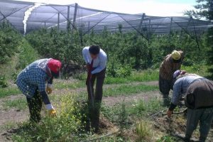 Bursa'da &ccedil;ift&ccedil;i buğday fiyatlarının a&ccedil;ıklanmasını bekliyor