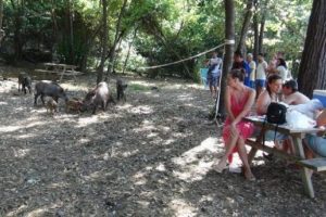Yaban domuzları piknik alanına inince...