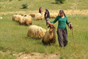 Onlar sertifikalı kadın &ccedil;obanlar