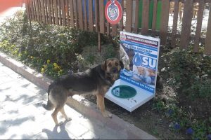 Bursa'da sokak hayvanlarına barınak m&uuml;jdesi