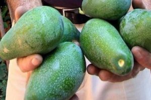 Kan kanserine karşı g&uuml;nde 1 avokado