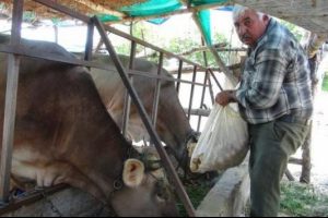 Bir ay &ouml;nce 5 liraydı, şimdi ise hayvan yemi oldu...