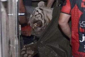 G&uuml;rcistan'da hayvanat bah&ccedil;esinden ka&ccedil;an kaplan bir kişiyi &ouml;ld&uuml;rd&uuml;