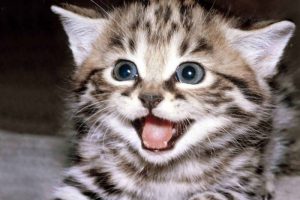 İş verimliliğinizi artırmak i&ccedil;in kedi videosu izlemelisiniz!
