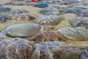 İngiltere sahillerini dev denizanaları işgal etti