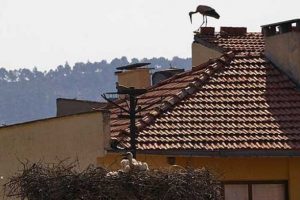 "&Uuml;&ccedil; milyon liralık yatırım" i&ccedil;in leylek yavruları bekleniyor