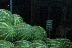 Karpuz &ccedil;alan zanlıya 20 yıl hapis istemi!