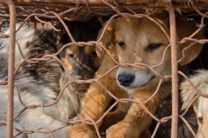 Tepki &ccedil;eken festivalden 100 k&ouml;pek kurtarıldı