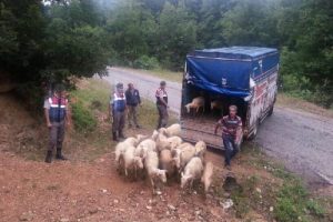 Koyunlar Bursa'dan &ccedil;alındı, İstanbul'dan &ccedil;ıktı!