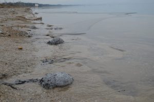 İznik G&ouml;l&uuml;'nde b&uuml;y&uuml;k tehlike!