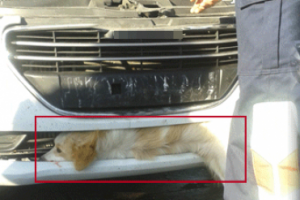 Kaza sonrası k&ouml;peğin &ccedil;aresiz bekleyişi