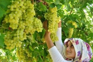 Bağlarda don ve dolu rekolteyi vuracak