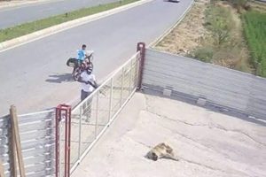 K&ouml;peği &ouml;ld&uuml;ren saldırgandan şok s&ouml;zler