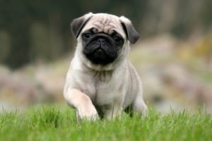 Bursa'da internetten k&ouml;pek almaya kalkınca dolandırıldı