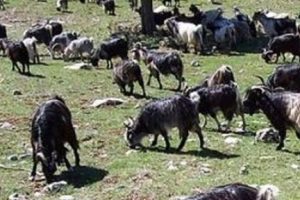 S&uuml;r&uuml;ye yıldırım d&uuml;şt&uuml;, 38 ke&ccedil;i telef oldu