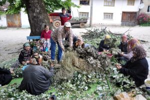 Bursa'da ipekb&ouml;cek&ccedil;iliği &ouml;l&uuml;yor!