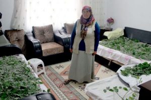 Misafir odasında "ipek b&ouml;ceklerini" ağırlıyor