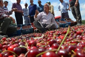 Bursa'da ihracat yapamayan kiraz &uuml;reticileri yol kapattı!