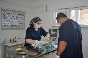 Bursa Mudanya'da sokak hayvanları kısırlaştırılıyor