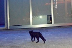 Bankaya giren kedi polisi alarma ge&ccedil;irdi