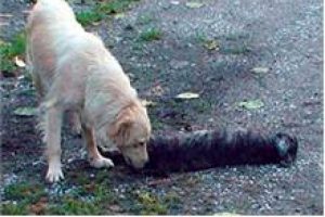 Yavrusu &ouml;len sokak k&ouml;peği y&uuml;rek burktu