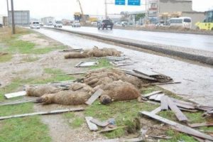 Bursa'da koyunlarına TIR &ccedil;arpan adama yardım