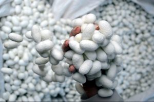 T&uuml;rkiye, ipek b&ouml;ceği yumurtası &uuml;retiminde iddialı