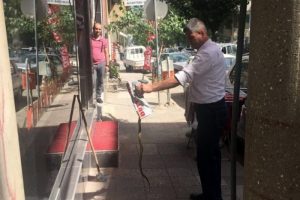 Esnafa saldıran yılanı eliyle yakaladı