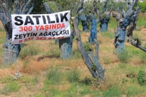 300 yıllık zeytin ağacı 5 bin TL