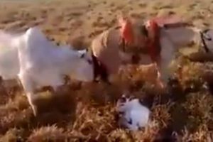 Kendini &ccedil;oban k&ouml;peği sanan katır