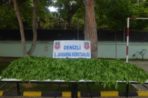 Denizli'de 2 bin k&ouml;k hint keneviri ele ge&ccedil;irildi
