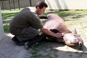 Bursa'da tapir ile bakıcısının masaj dostluğu