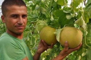 Kilosu 10 kuruş! Tarlada &ccedil;&uuml;r&uuml;yor