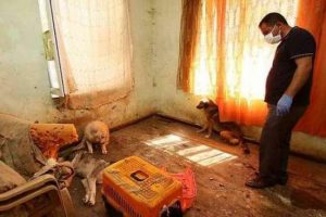 K&ouml;t&uuml; kokular gelince dehşet ortaya &ccedil;ıktı