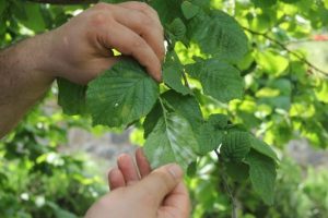 Fındık hasadında iş&ccedil;i &uuml;cretleri belirlendi