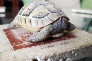 4 aylık oldu ama hala kafası yok